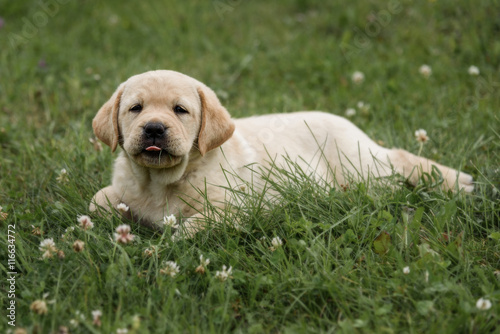 cute yellow Labrador Retriever puppy stuck out her tongue isolated on background of green grass