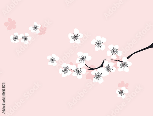Branch of white blossoming ...