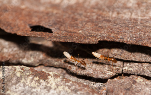 Red ant moving egg