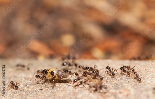  Big headed ant team work © lirtlon