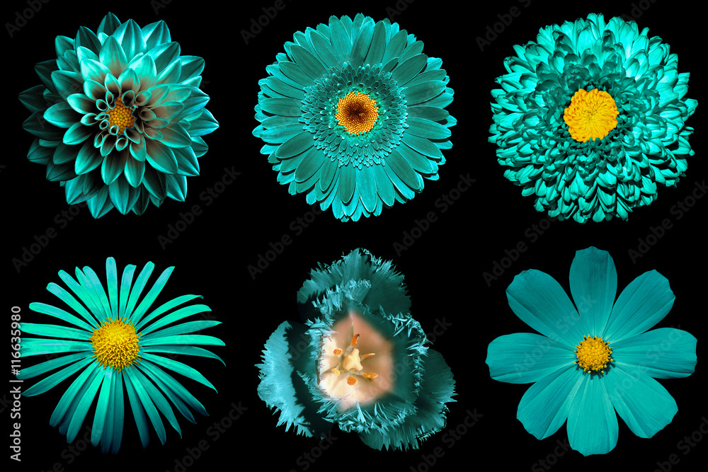 Fototapeta Wymieszaj kolaż turkusowych kwiatów 6 w 1 na czarnym tle