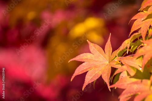 yellow maple leaf in autumn season