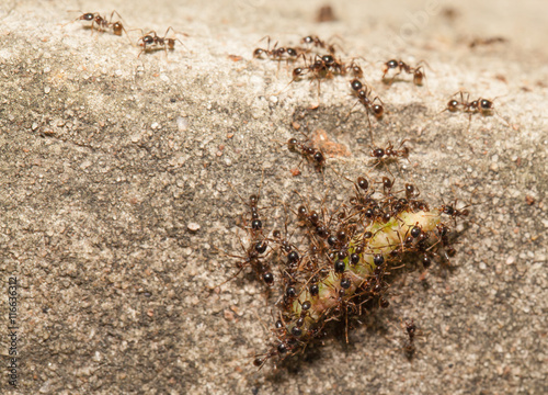  Big headed ant team work to move big worm © lirtlon