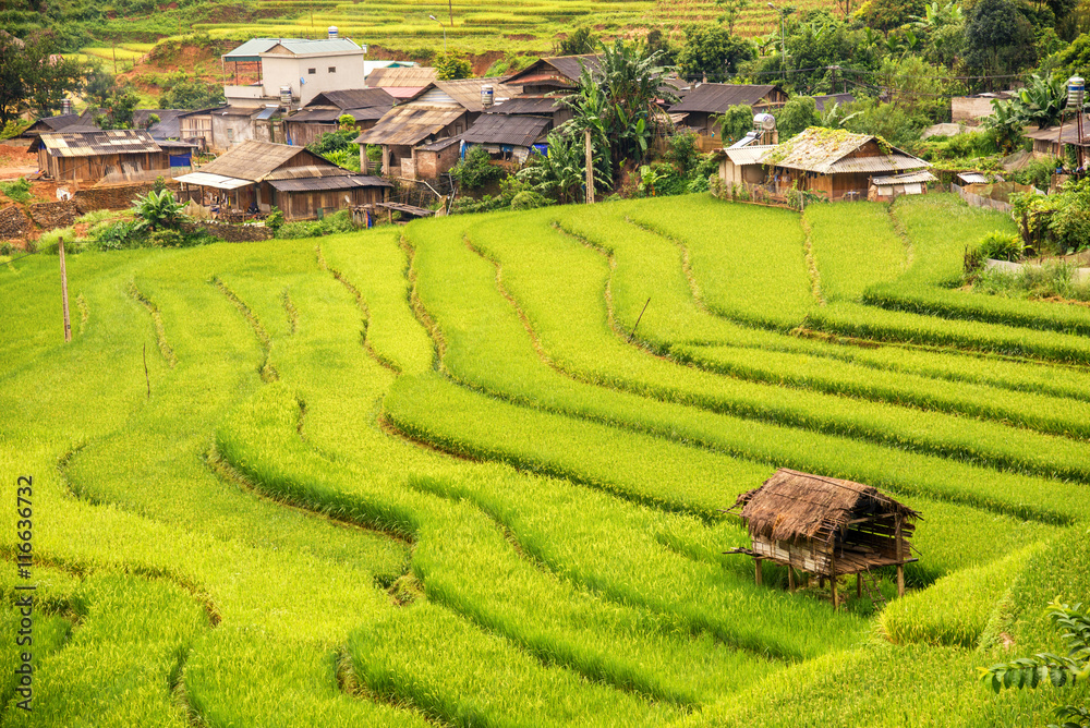 beautiful landscape view of rice terraces and house