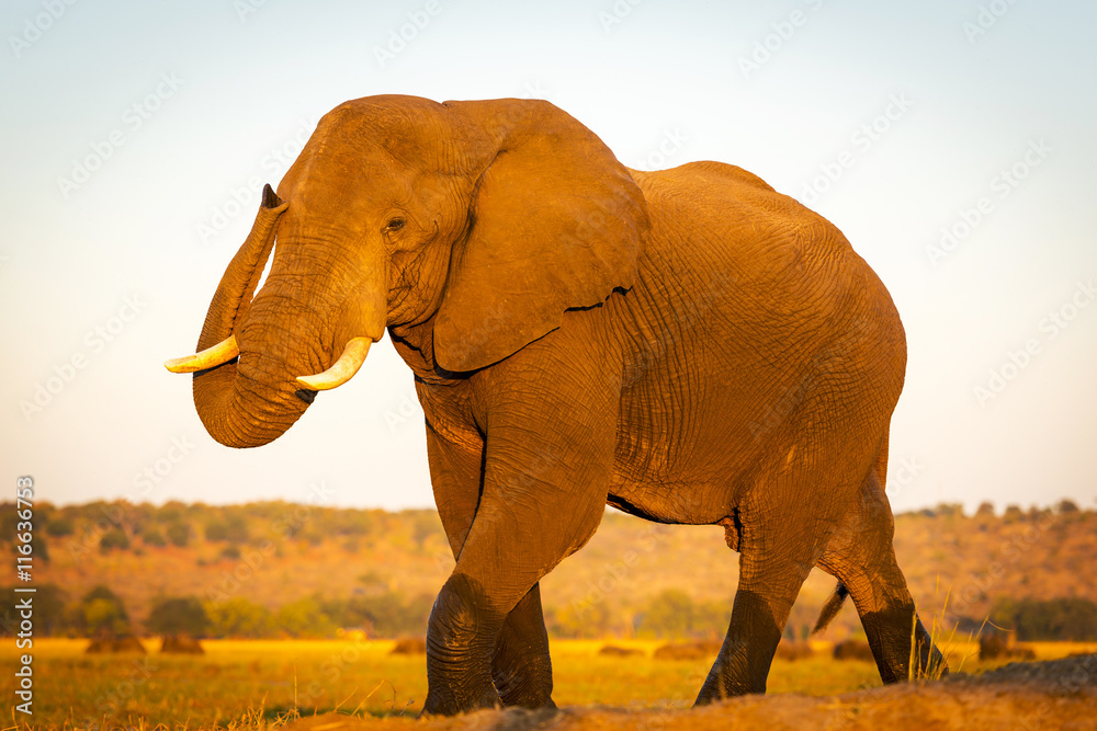 Elephant On Safari