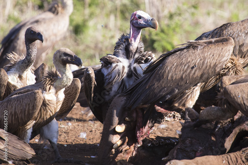 Vultures sitting on ground after eating ready to fly photo