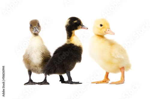 Three duckling isolated on white background
