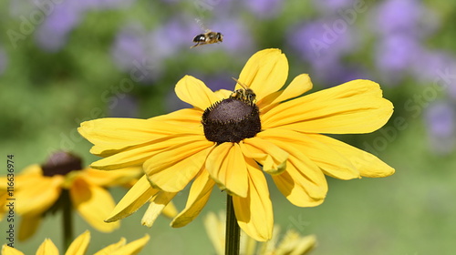 fleur jaune...pollinisation photo