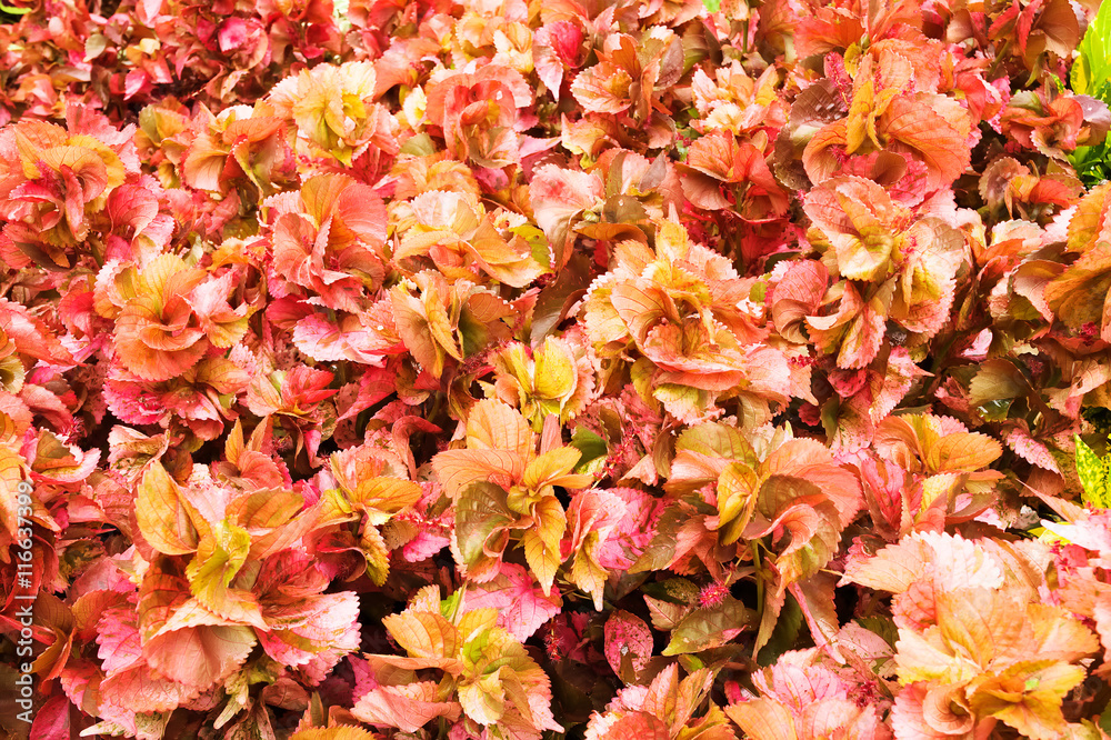 The red leaf background in the morning The red leaf background in the morning