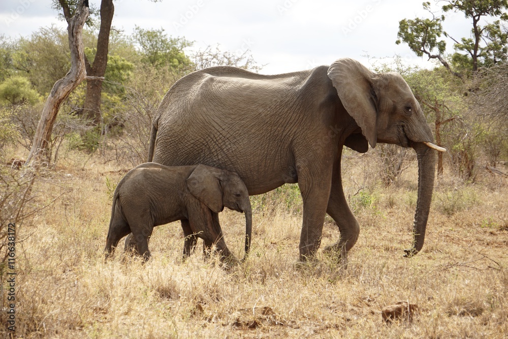 Elefanten Muttertier