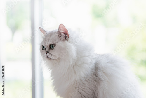 Beautiful american shorthair cat