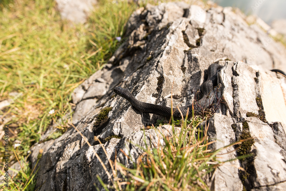 Wildlife of the Alps, a black Aspisviper Wildlife of the Alps, a black Aspisviper