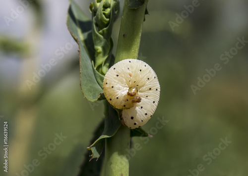 insect larva on the branch close up