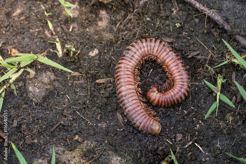 Millipede animal die on ground
