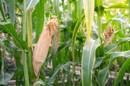corn plant farm