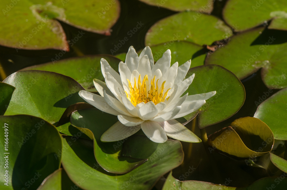 white flower Nymphaea white flower Nymphaea