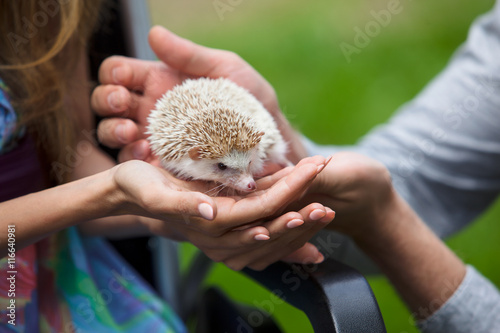 Young hedgehog in hands men and women