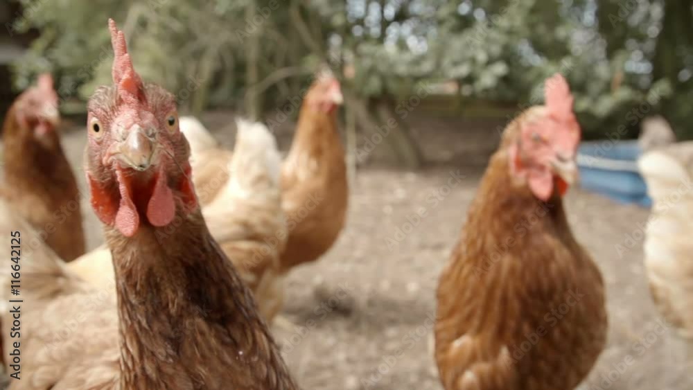 Slow-motion shot of free range hens in a stack yard. Camera slides to reveal a closeup of a hens head looking at camera