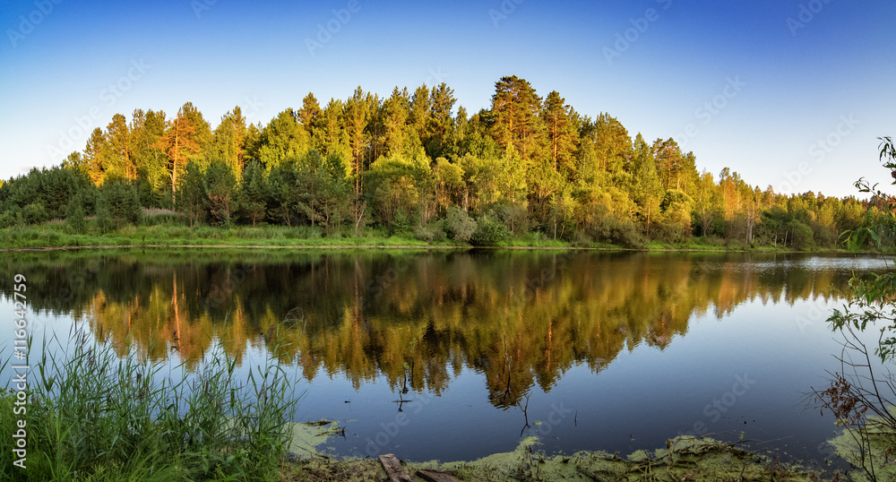 летний пейзаж соснового леса на берегу озера, Россия, Урал 