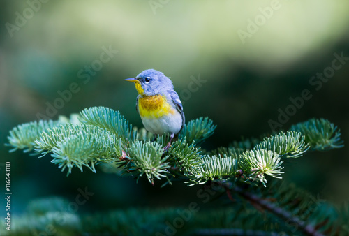 A small warbler of the upper canopy, the Northern Parula can be found in boreal forests of Quebec. It nests in Canada in June and July and after returns south to spend the winter. © Hummingbird Art