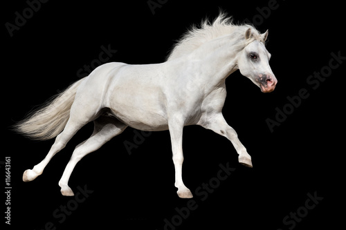 White welsh pony run gallop isolated on black background