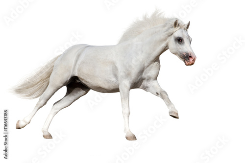 White welsh pony run gallop isolated on white background