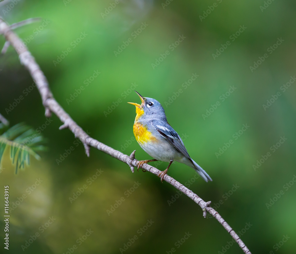 A small warbler of the upper canopy, the Northern Parula can be found in boreal forests of Quebec. It nests in Canada in June and July and after returns south to spend the winter.