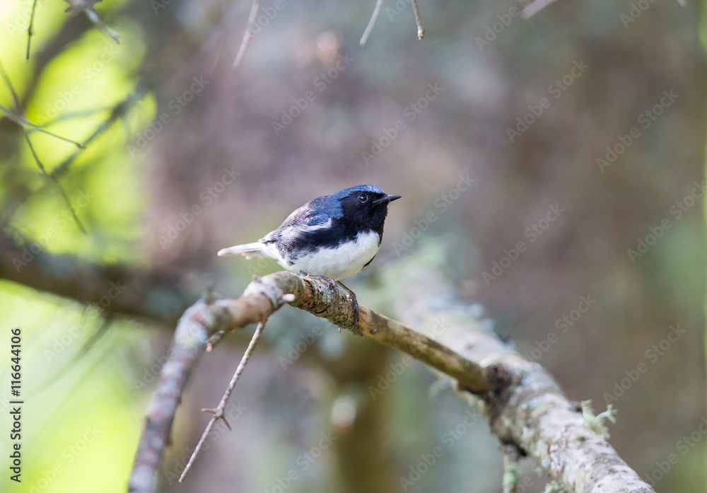 The Black Throated Blue Warbler is a handsome and familiar warbler of the northern forests. It migrates to the boreal forests of Quebec Canada in summer where it nests and returns south for the winter