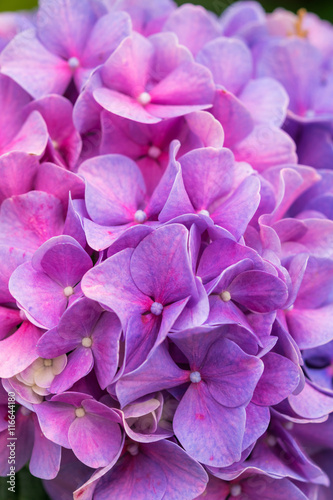 Close-up pink and purple Hydrangea flower in a garden © Sunday Cat Studio
