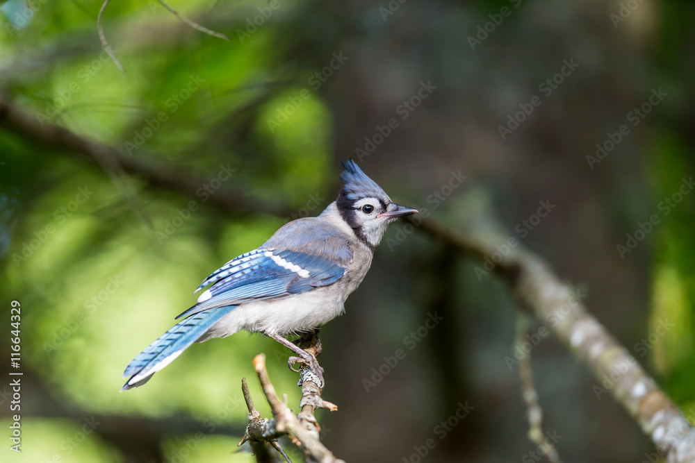 The Blue Jay is a common, large songbird is familiar to many people, with its perky crest; blue, white, and black plumage; and noisy calls. They are also known for their intelligence. The Blue Jay is a common, large songbird is familiar to many people, with its perky crest; blue, white, and black plumage; and noisy calls. They are also known for their intelligence.