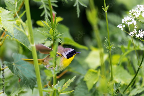 A broad black mask lends a touch of highwayman mystique to the male Common Yellowthroat. Look for these furtive, yellow-and-olive warblers skulking through tangled vegetation, often near marshes. photo