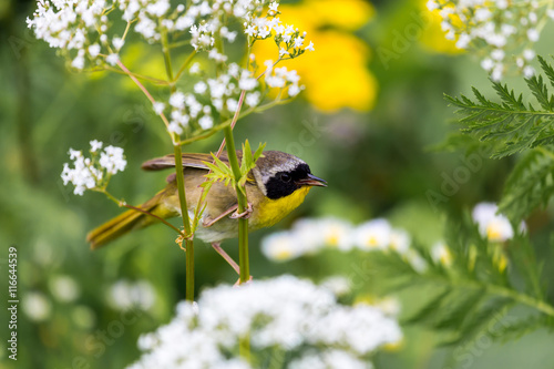 A broad black mask lends a touch of highwayman mystique to the male Common Yellowthroat. Look for these furtive, yellow-and-olive warblers skulking through tangled vegetation, often near marshes. photo