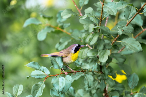 A broad black mask lends a touch of highwayman mystique to the male Common Yellowthroat. Look for these furtive, yellow-and-olive warblers skulking through tangled vegetation, often near marshes. photo