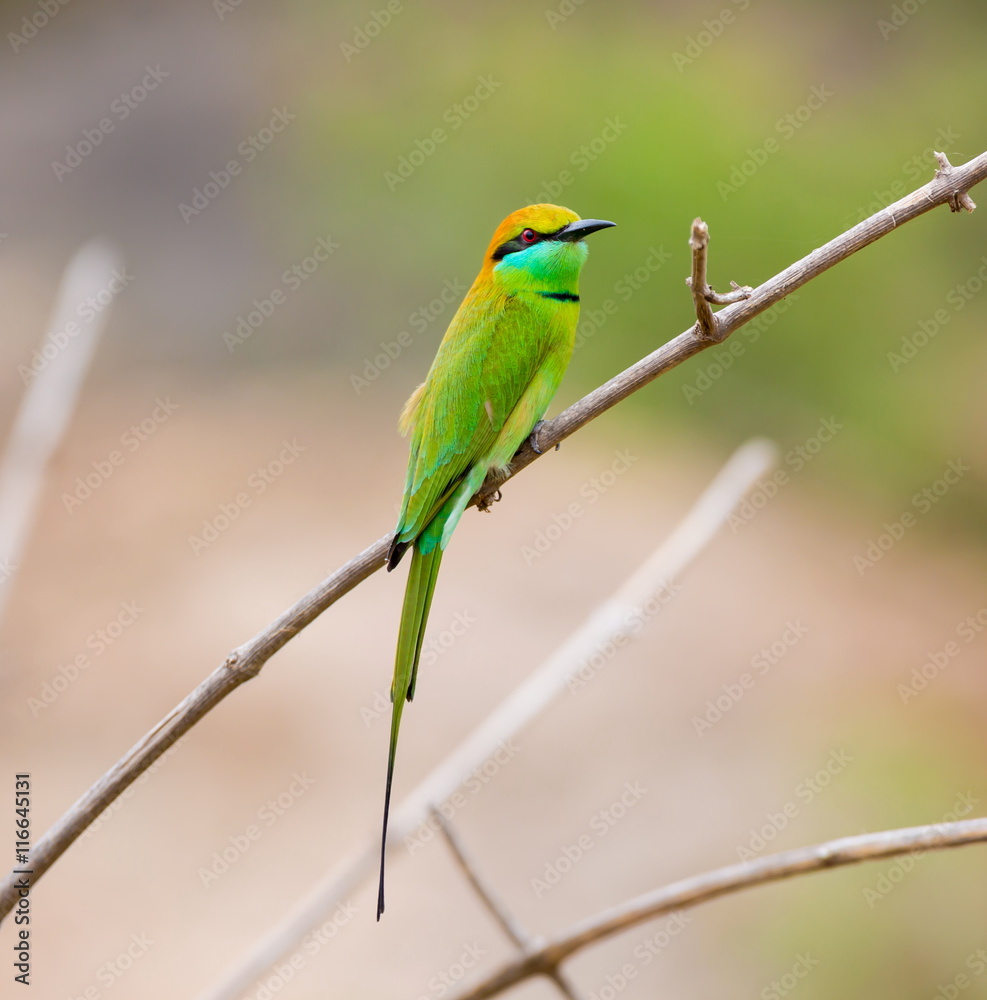 Green Bee-eater India, perched on a branch waiting to swoop down on an unsuspecting insect. These birds are one of incredible India natural treasures. Green Bee-eater India, perched on a branch waiting to swoop down on an unsuspecting insect. These birds are one of incredible India natural treasures.