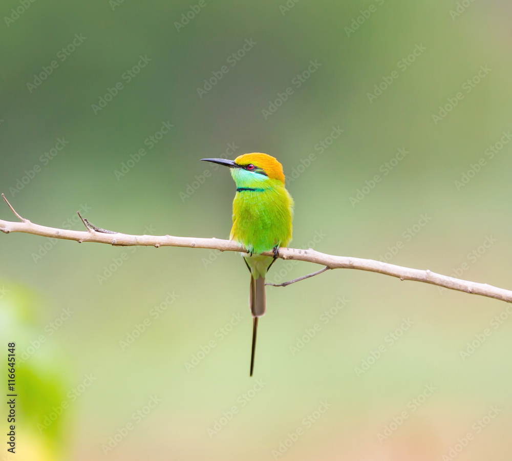 Fototapeta premium Green Bee-eater India, perched on a branch waiting to swoop down on an unsuspecting insect. These birds are one of incredible India natural treasures. 