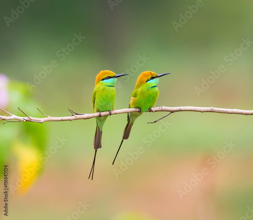Green Bee-eater India, perched on a branch waiting to swoop down on an unsuspecting insect. These birds are one of incredible India natural treasures. 