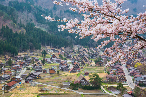 Aerial View of Cherry Blossom Sakura in Spring Season with The H