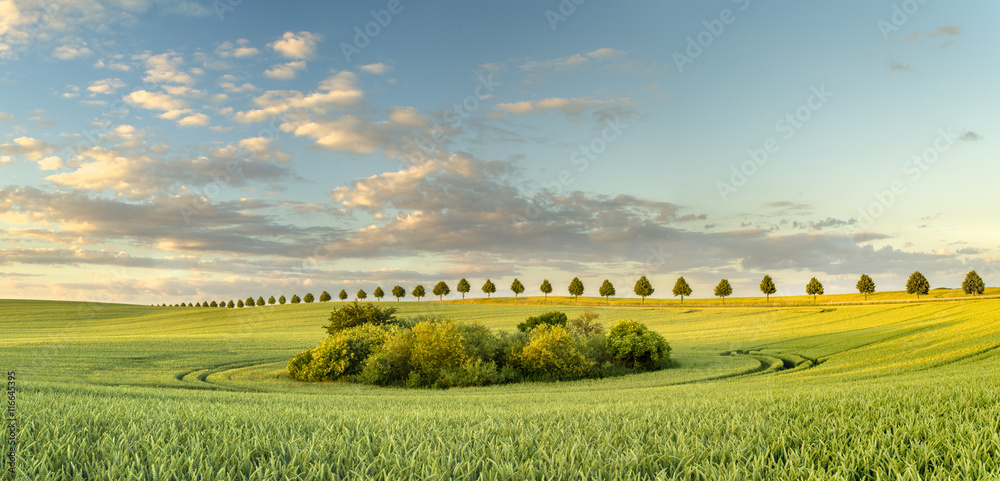 panorama wiosennego pola
 - obrazy, fototapety, plakaty 