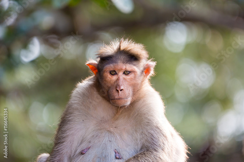 The bonnet macaque is a macaque endemic to southern India. Its distribution is limited by the Indian Ocean on three sides. These primates live in close family groups that have a hierarchy rule.