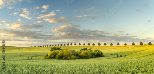 panorama wiosennego pola 