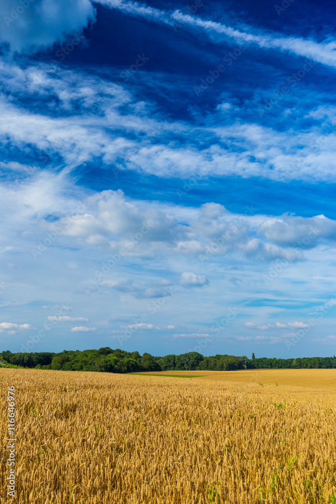 Gold wheat fields and dramatic blue sky in July, Belgium