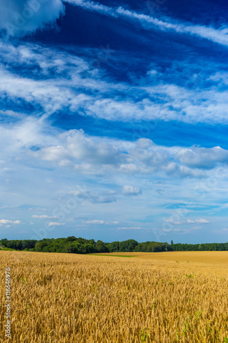 Gold wheat fields and dramatic blue sky in July  Belgium