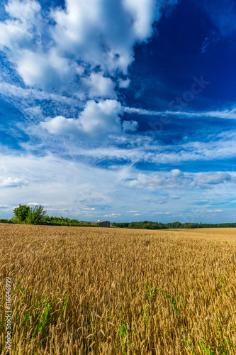 Gold wheat fields and dramatic blue sky in July  Belgium