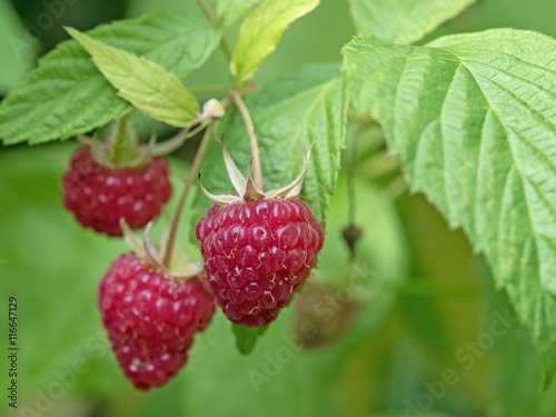 Himbeeren, Rubus idaeus