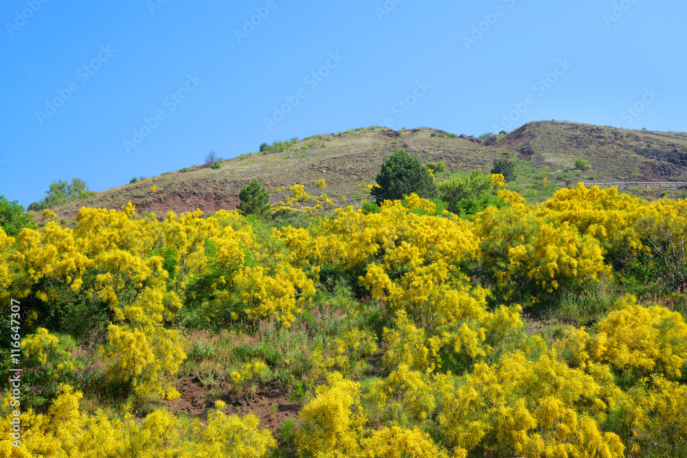 Yellow flowering bushes Cytisus scoparius on Vesuvius volcano next to Naples. Italy