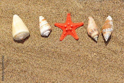 Sea shells with starfish on sand. Summer beach background.