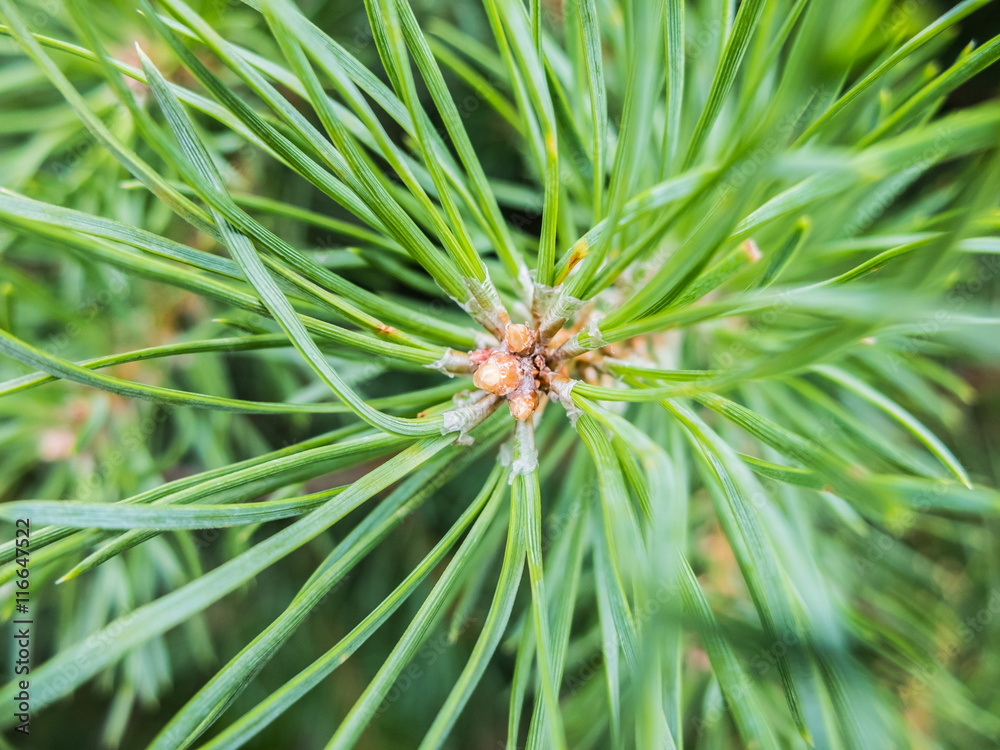 Pine resin on needles, fir branch with drops of tree resin. Details of the nature spruce forests. Pine resin on the needles. Pine resin on needles, fir branch with drops of tree resin. Details of the nature spruce forests. Pine resin on the needles.