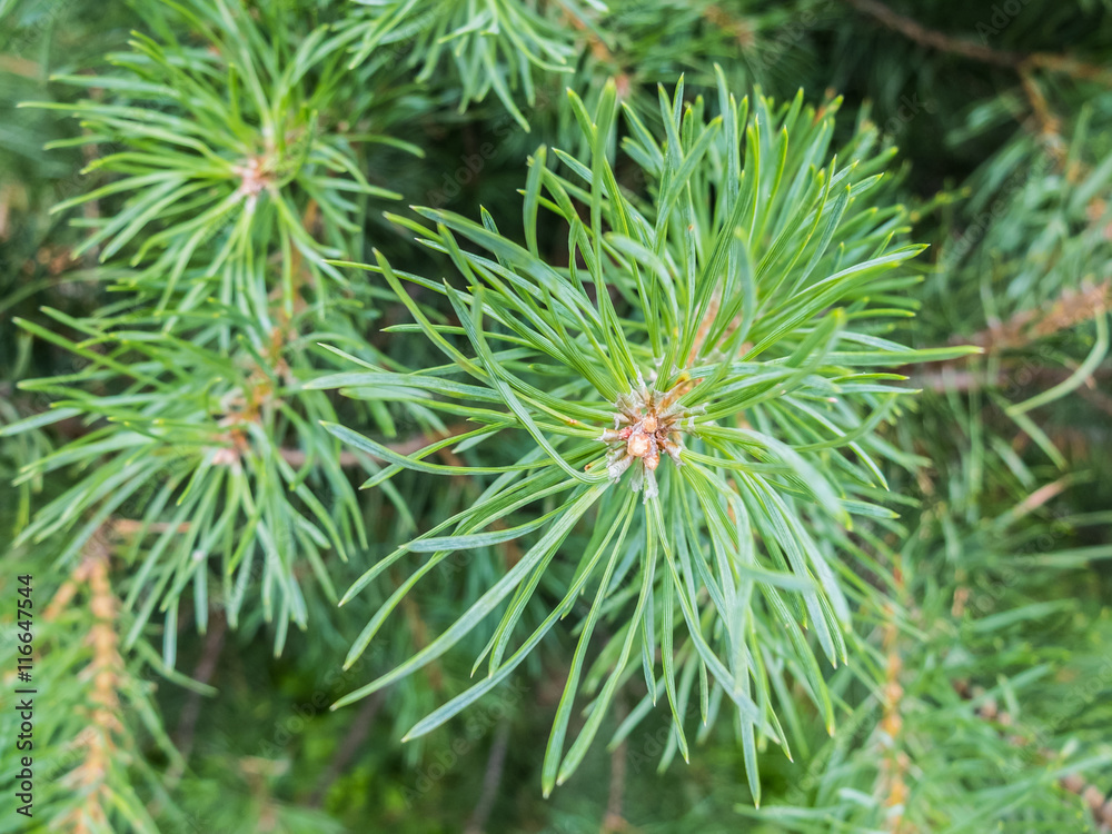 Pine resin on needles. Fir branch with drops of tree resin. Details of the nature spruce forests. Pine resin on the needles. Pine resin on needles. Fir branch with drops of tree resin. Details of the nature spruce forests. Pine resin on the needles.