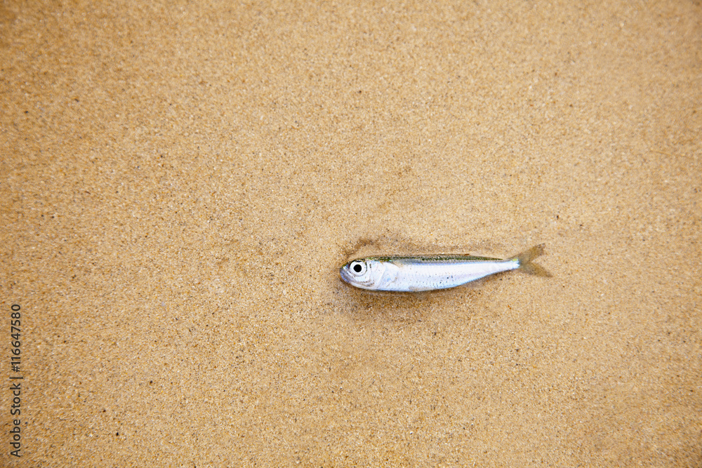 Fototapeta premium Little fish on sandy beach - has died