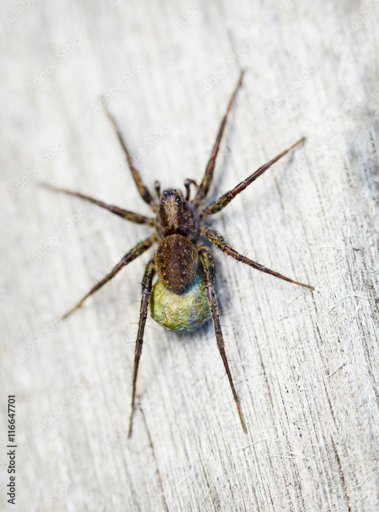 Brown spider - Lycosidae